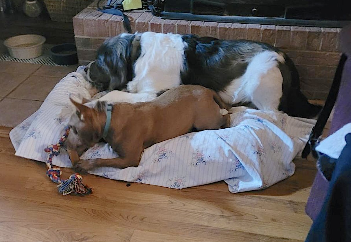 George and Piper - Photo 9