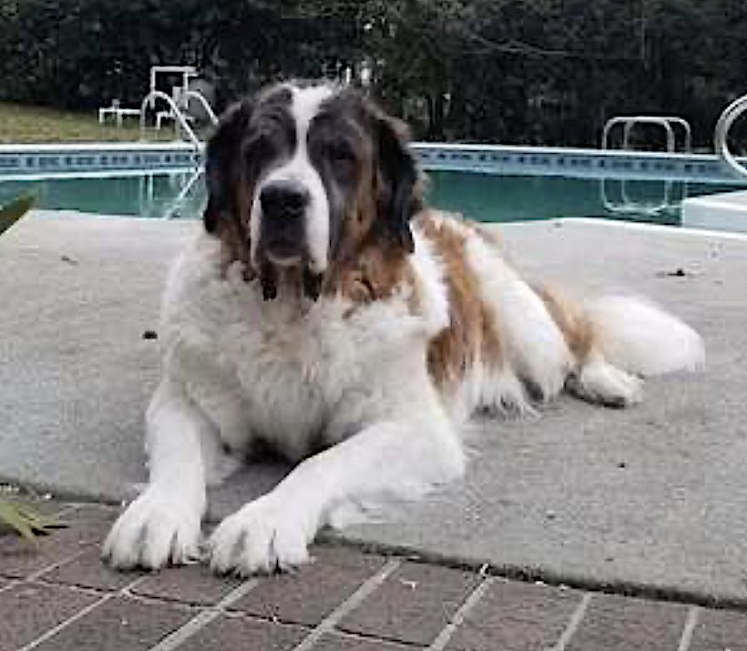 George and Piper - Photo 10