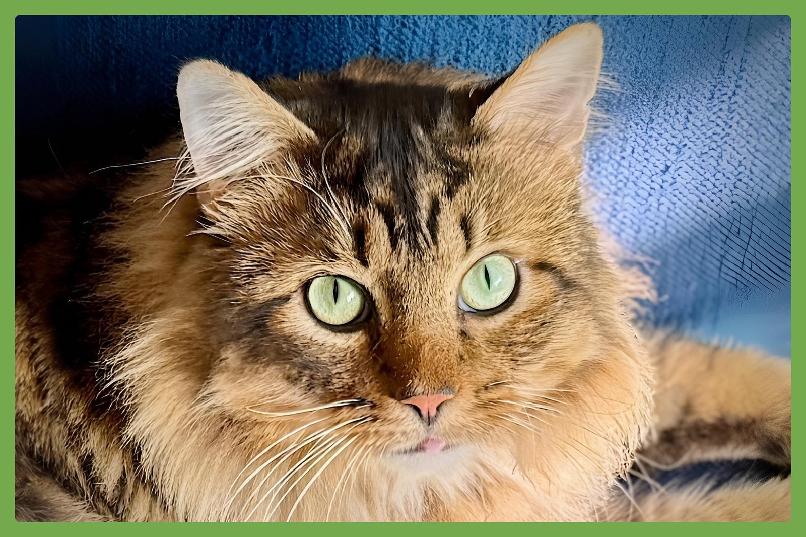 COSMO - Domestic Long Hair available for adoption