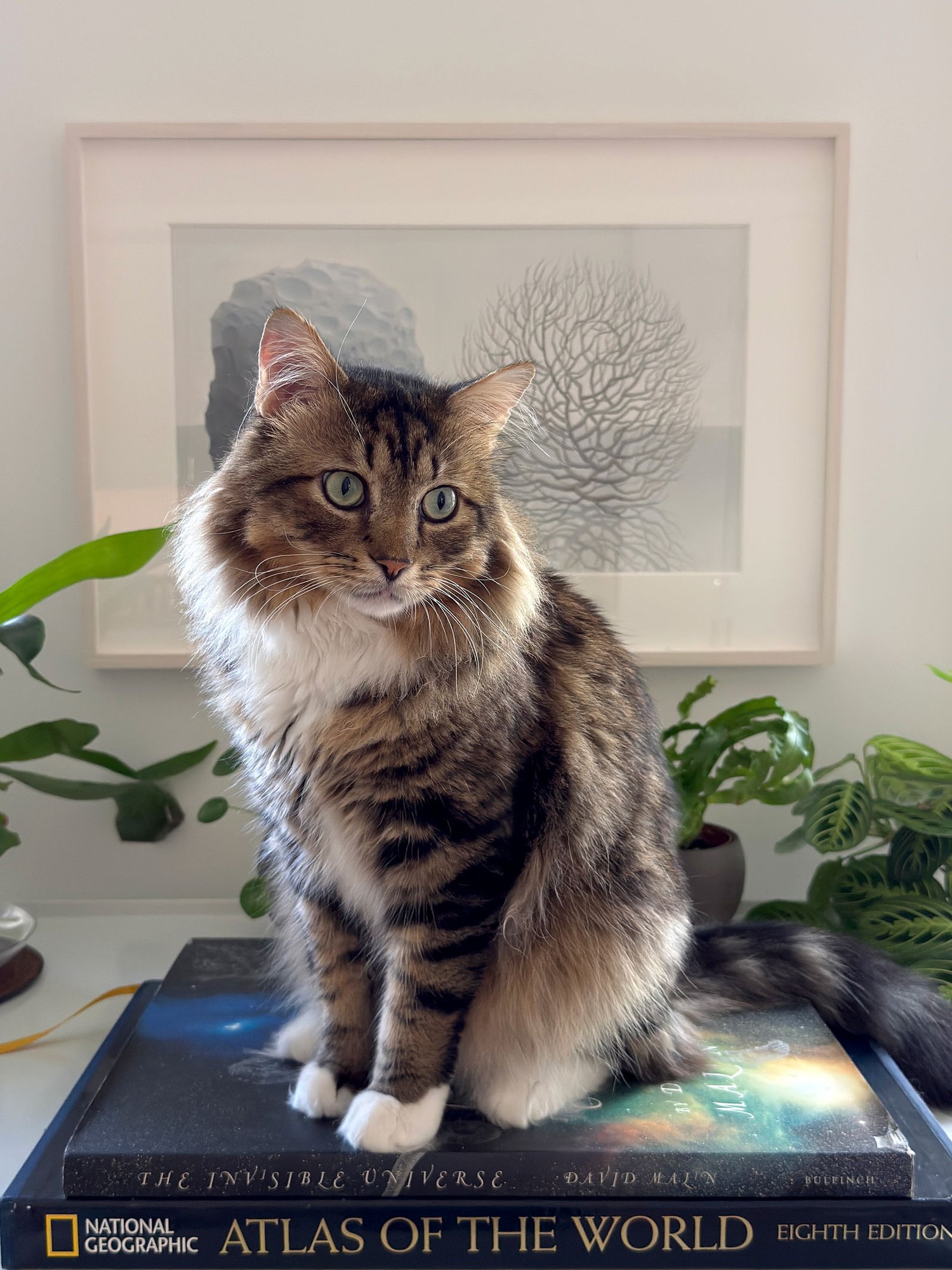 COSMO - Domestic Long Hair available for adoption