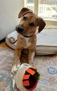 Murphy - Photo 5