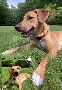 Murphy - Photo 2
