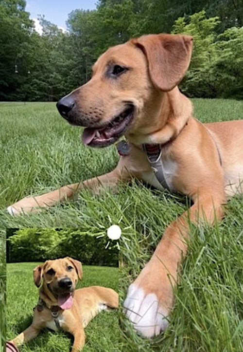 MURPHY - Labrador Retriever / Black Mouth Cur available for adoption