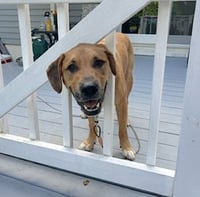 Murphy - Photo 6