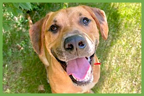 MURPHY - Labrador Retriever / Black Mouth Cur available for adoption