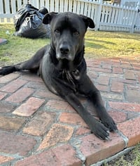 Boogie - Photo 7