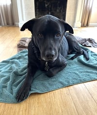 Boogie - Photo 9