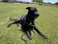Boogie - Photo 8