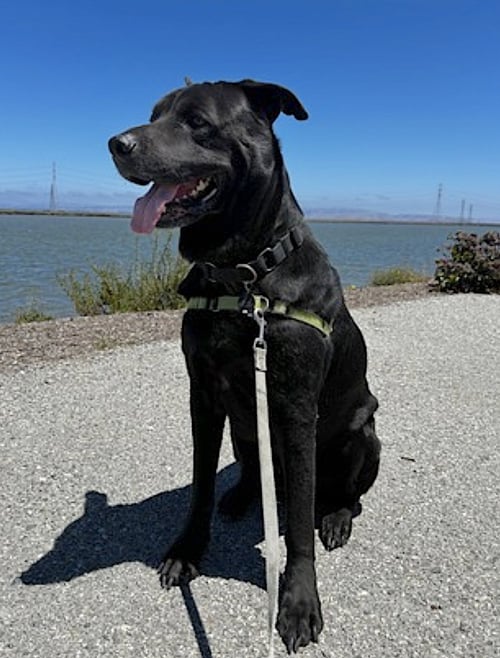 BOOGIE - Rottweiler / German Shepherd Dog available for adoption