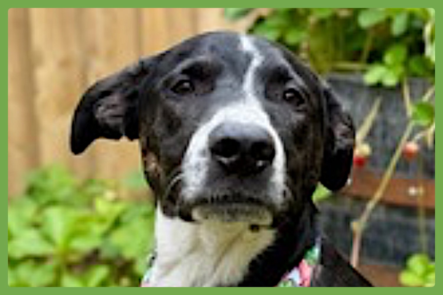 DJANGO - Border Collie / Hound available for adoption