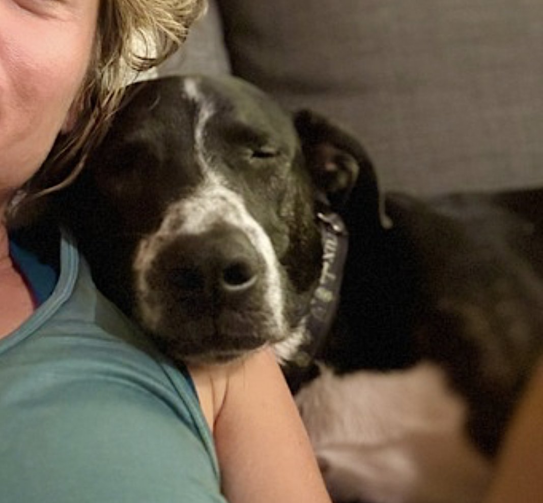 DJANGO - Border Collie / Hound available for adoption