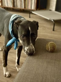 Django - Photo 5