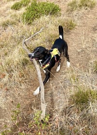 Django - Photo 9