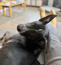 Django - Photo 3
