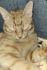Bast - Photo 3
