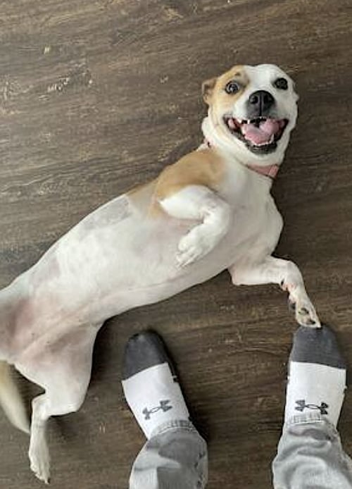 NUTMEG - Jack Russell Terrier / American Pit Bull Terrier available for adoption