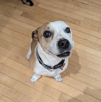 Nutmeg - Photo 7
