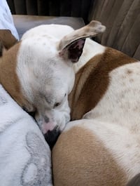 Nutmeg - Photo 6