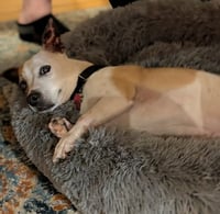 Nutmeg - Photo 10