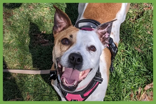 NUTMEG - Jack Russell Terrier / American Pit Bull Terrier available for adoption