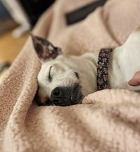 Nutmeg - Photo 6