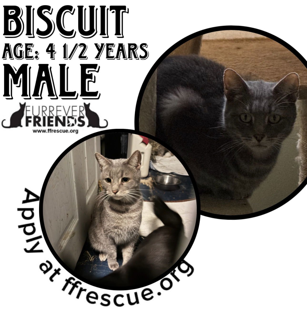 BISCUIT - Domestic Short Hair available for adoption