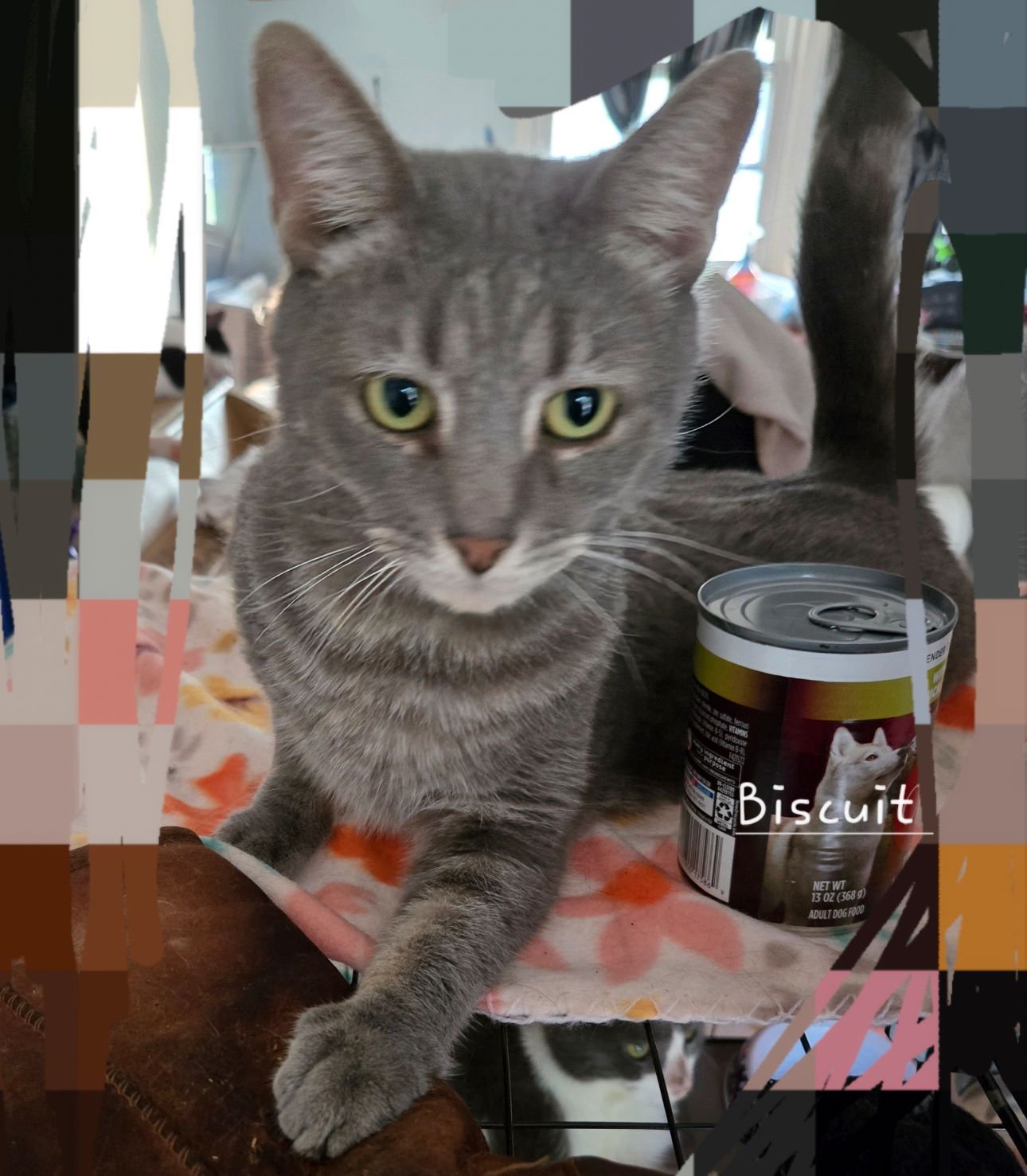 BISCUIT - Domestic Short Hair available for adoption