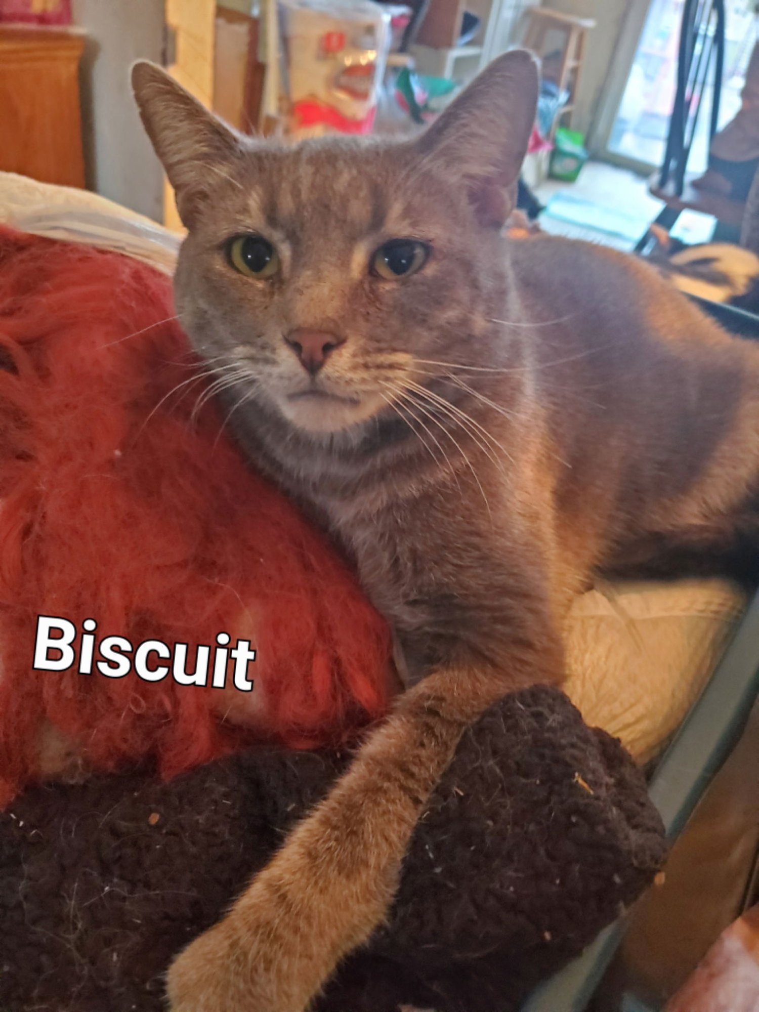 Biscuit - Photo 3