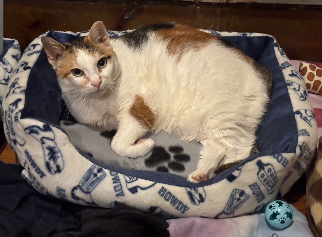 FANCY CAT - Domestic Short Hair available for adoption