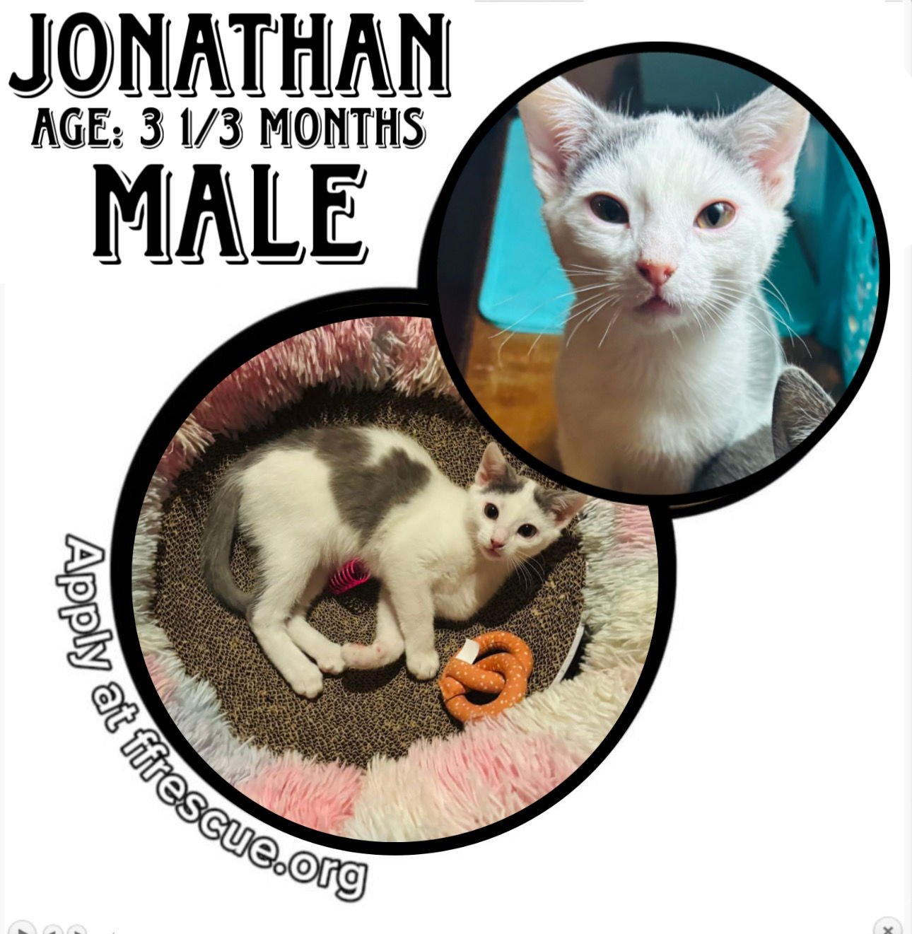 JOHNATHAN - Domestic Short Hair available for adoption