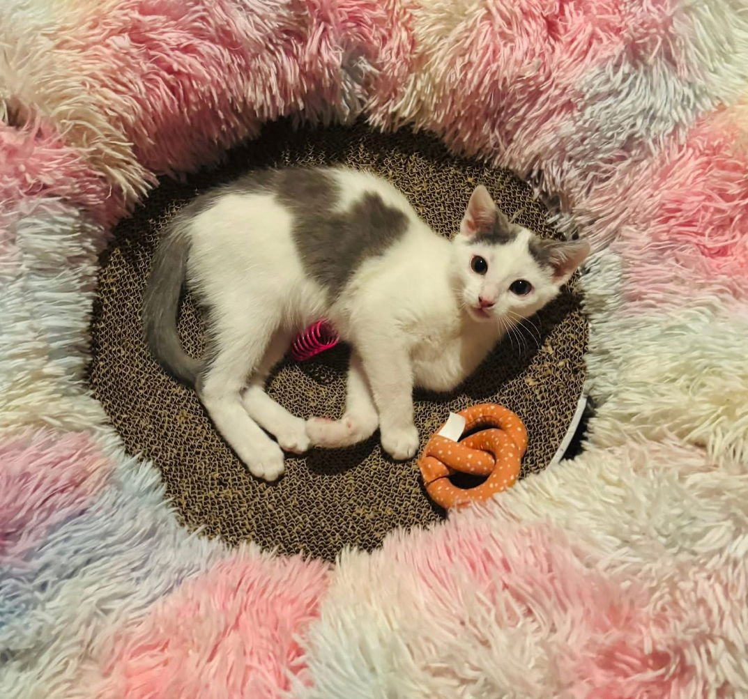 JOHNATHAN - Domestic Short Hair available for adoption