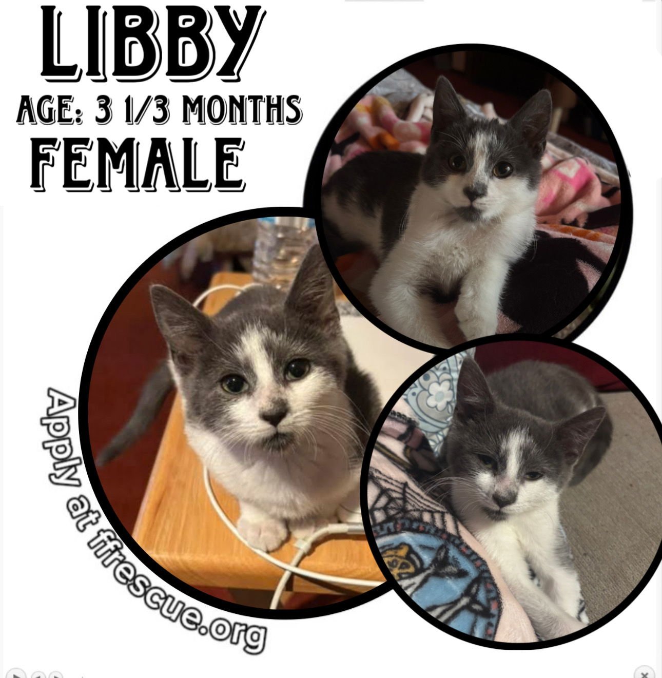LIBBY - Domestic Short Hair available for adoption