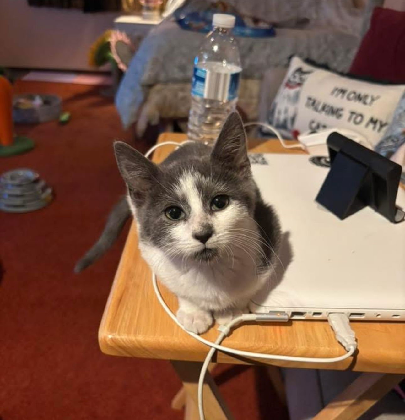 LIBBY - Domestic Short Hair available for adoption