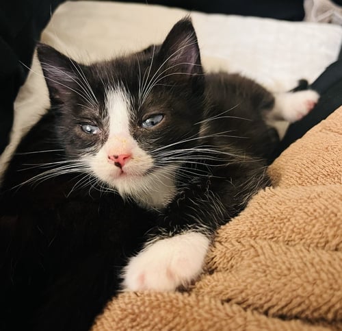 CUBBY, GINGER, PIECES, HENRIETTA, STONEWALL - Domestic Short Hair available for adoption