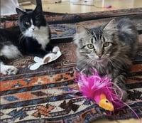 Tux & Tiger - Photo 1