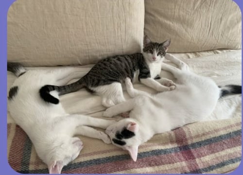 DICKORY & DOCK - Domestic Short Hair for adoption in Paterson