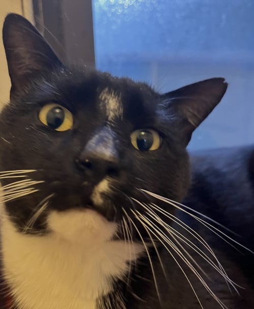 PORGY - Domestic Short Hair available for adoption
