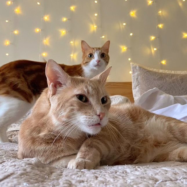 LONDON & TURIN - Domestic Short Hair for adoption in Paterson