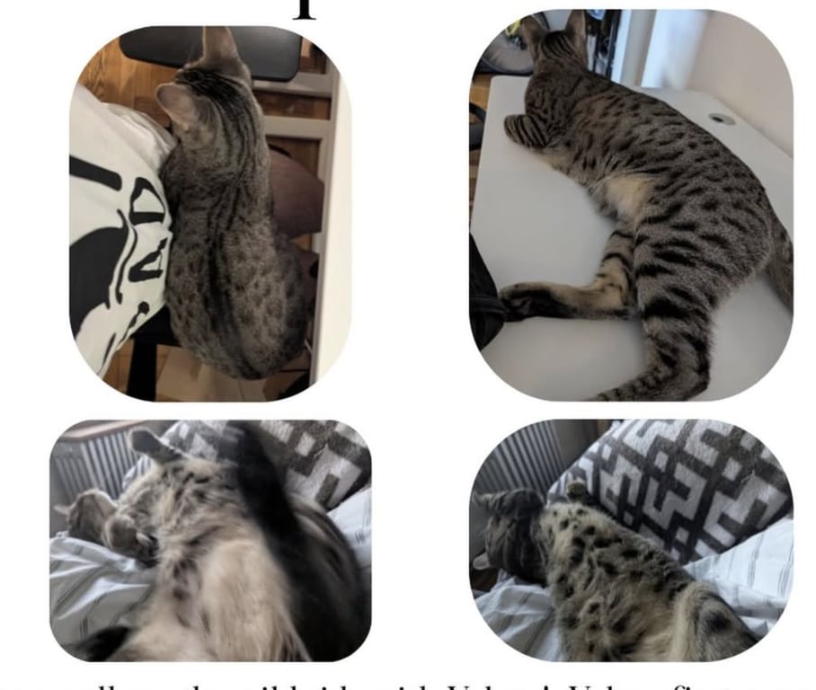 Velcro Image