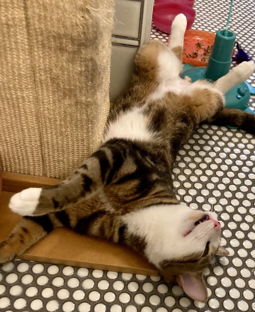 JFK - Domestic Short Hair available for adoption