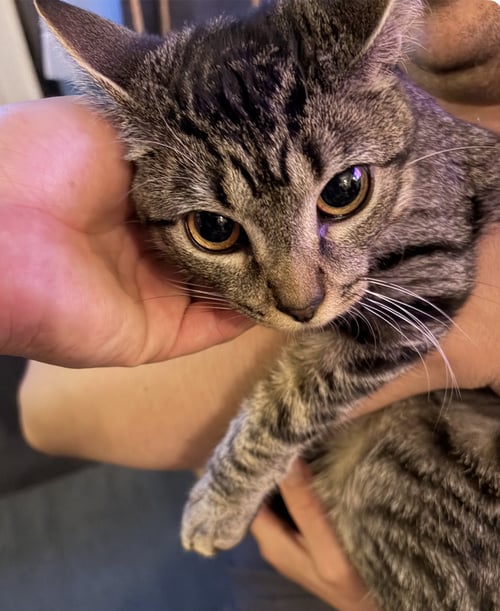 DARIA - Domestic Short Hair available for adoption