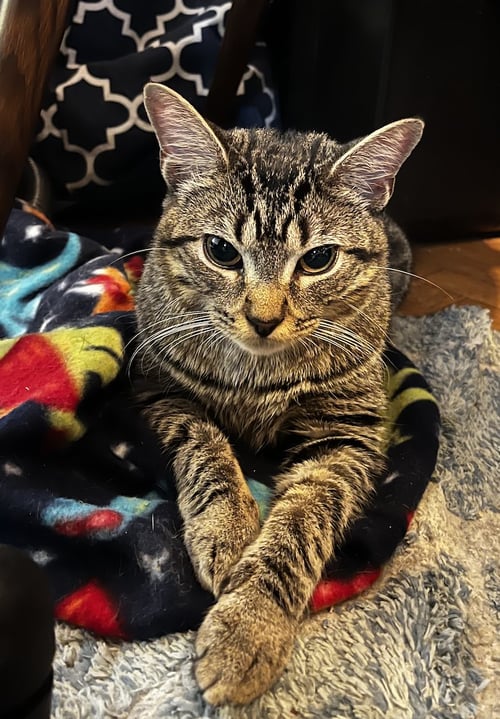 DARIA - Domestic Short Hair available for adoption