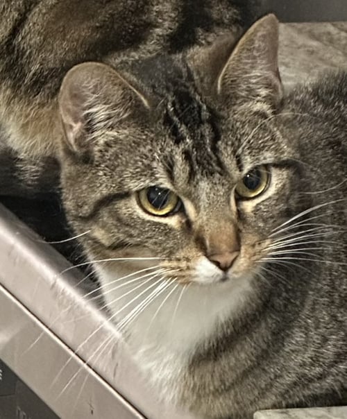 PEMBERTON - Domestic Short Hair available for adoption