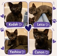 Kodak/Canon & Yoshica/Leica - Photo 1