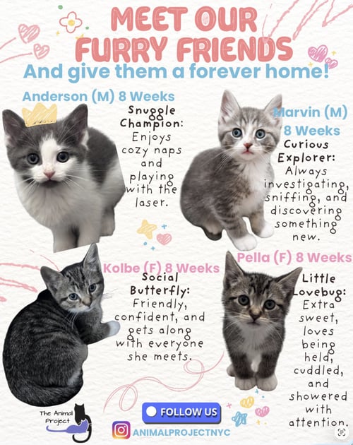WINDOW WELL KITTENS - Domestic Short Hair available for adoption
