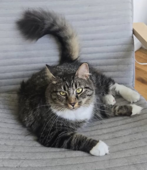 LAUGHTER - Domestic Short Hair available for adoption