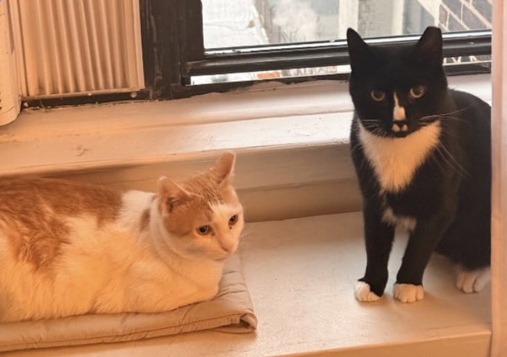 Lucy & Ricky Image