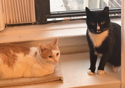 LUCY & RICKY - Domestic Short Hair for adoption in Paterson