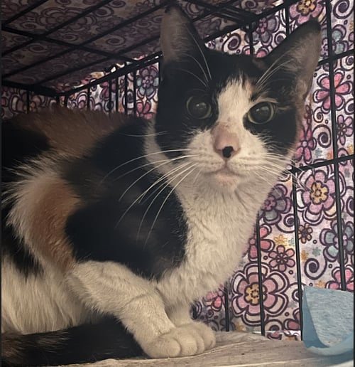 TALLY - Domestic Short Hair available for adoption