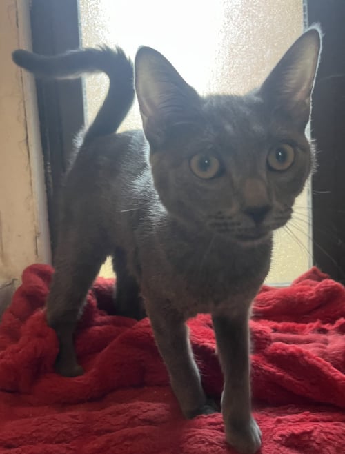 NELLY & IDA - Domestic Short Hair available for adoption